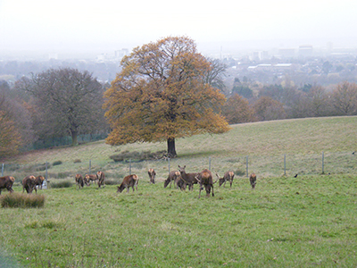Bedfords_Park_deer_in_the_mist